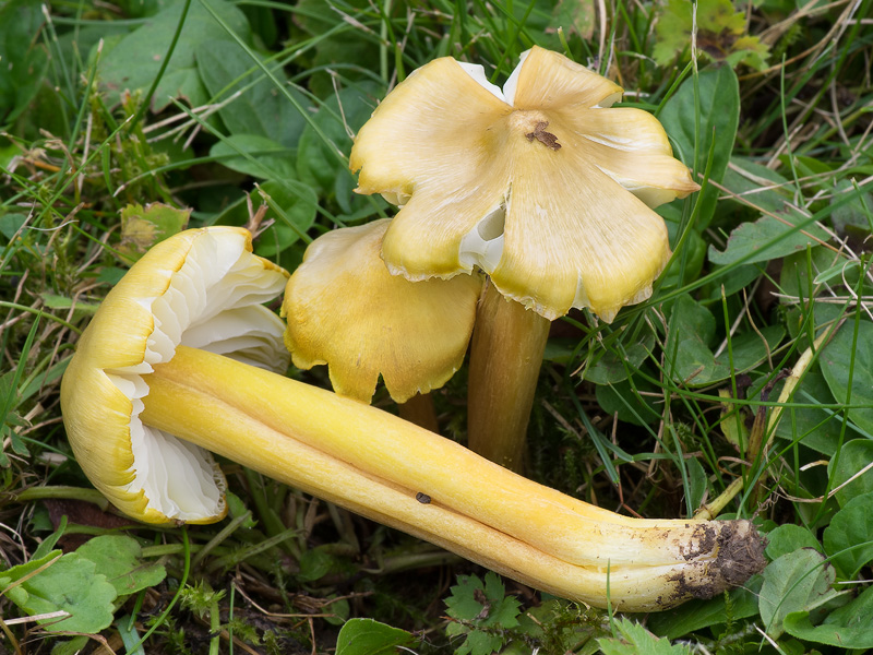 Hygrocybe citrinovirens